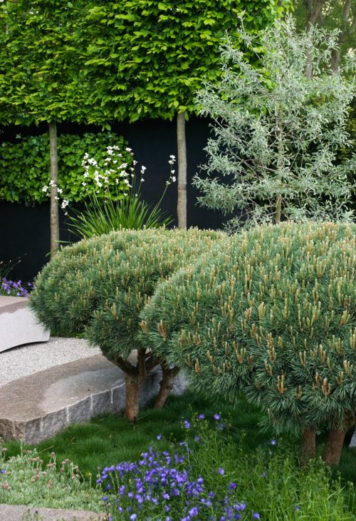 Clipped Pinus sylvestris 'Watereri'- The Daily Telegraph Garden, sponsored by The Daily Telegraph - Gold medal winner and Best Show Garden at RHS Chelsea Flower Show 2009